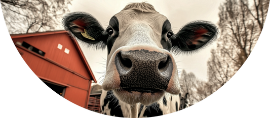 Close-up of a cow with a barn in the background