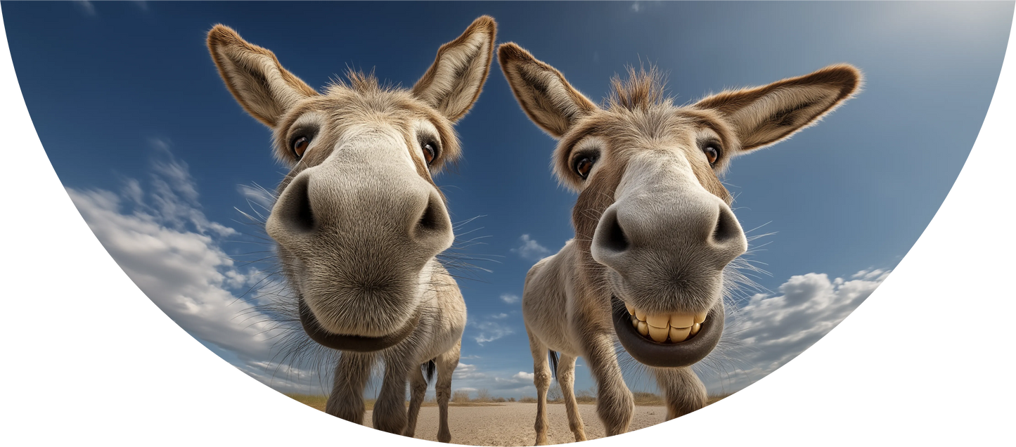 Donkeys