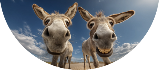 Donkeys
