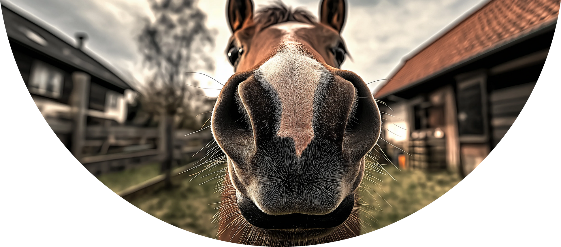 Close-up of a horse's face with a barn and trees in the background